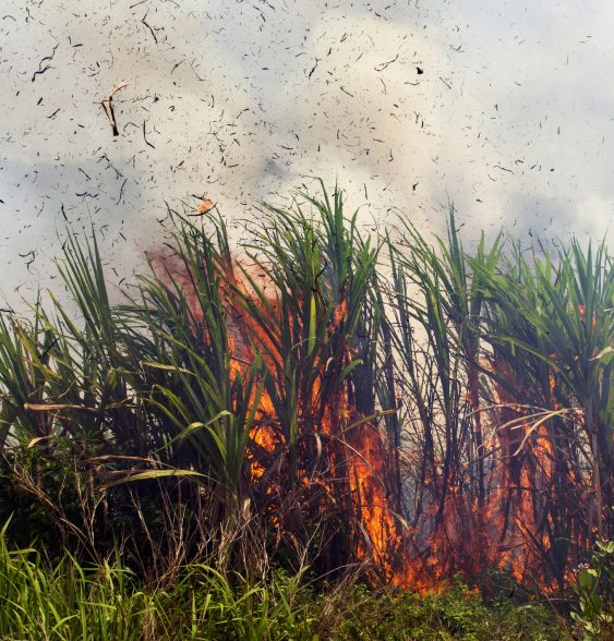 Fires are severely consuming agricultural crops with burning affecting global warming.